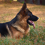 red and black german shepherd puppies for sale near me